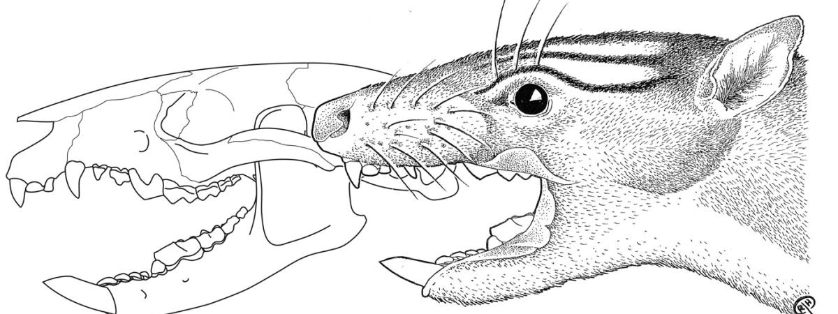 acdestismadenii