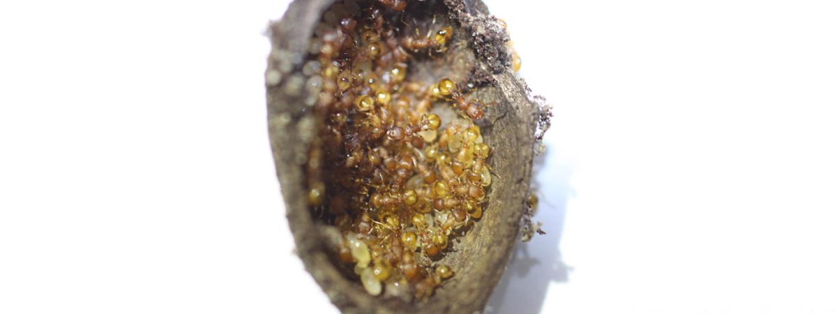 acornants