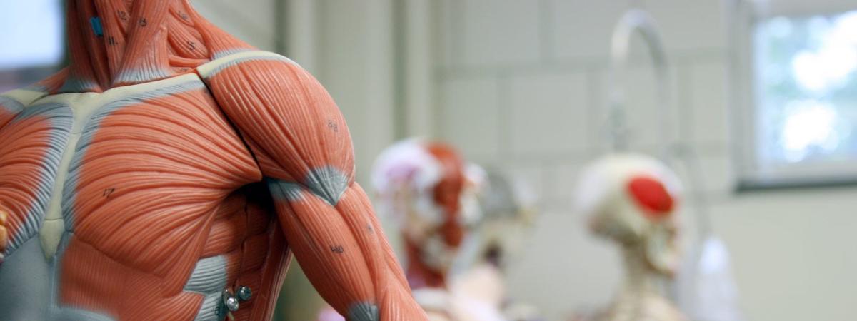 anatomy-model-feat