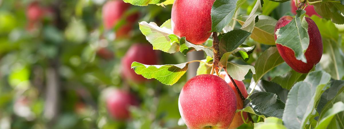 apple-tree