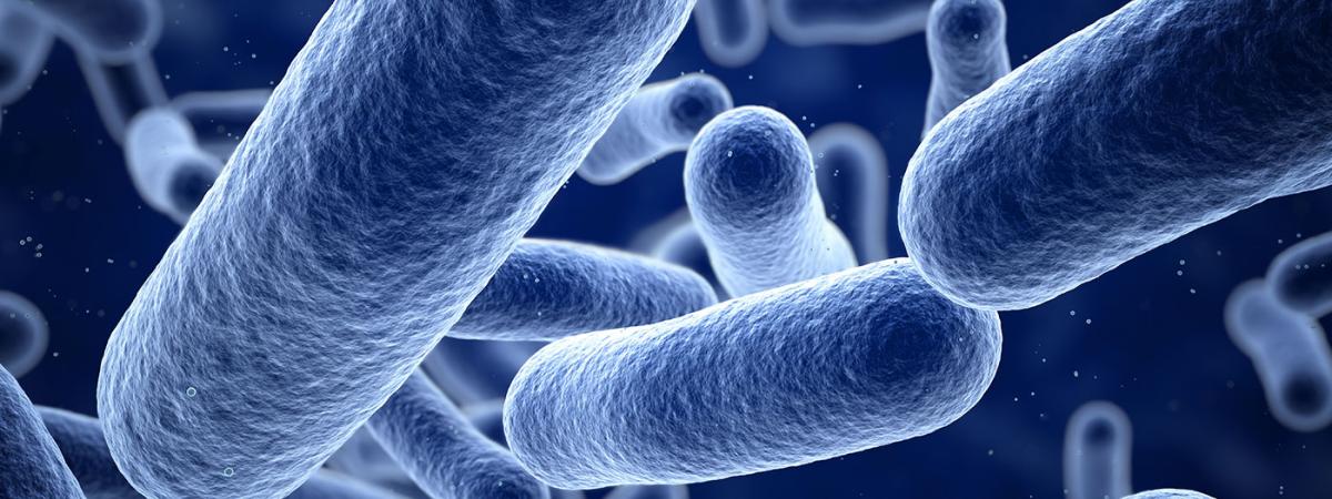 bacteria-feat