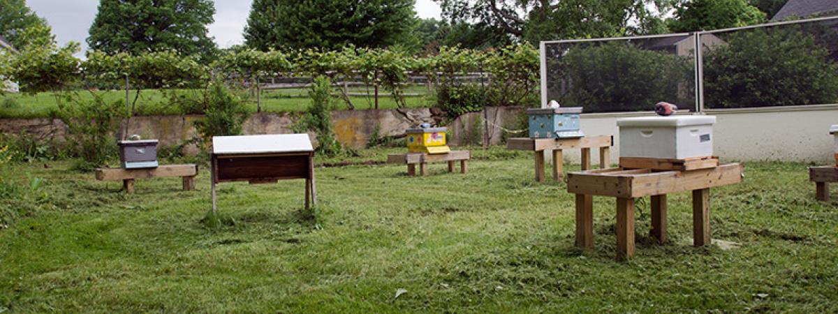 beekeeping-feat
