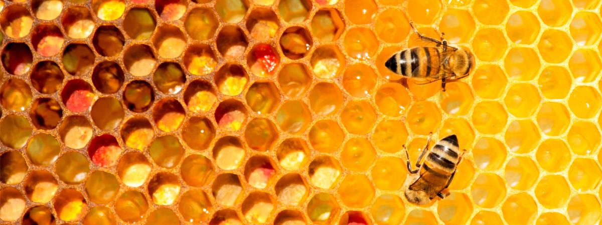 bees-feat