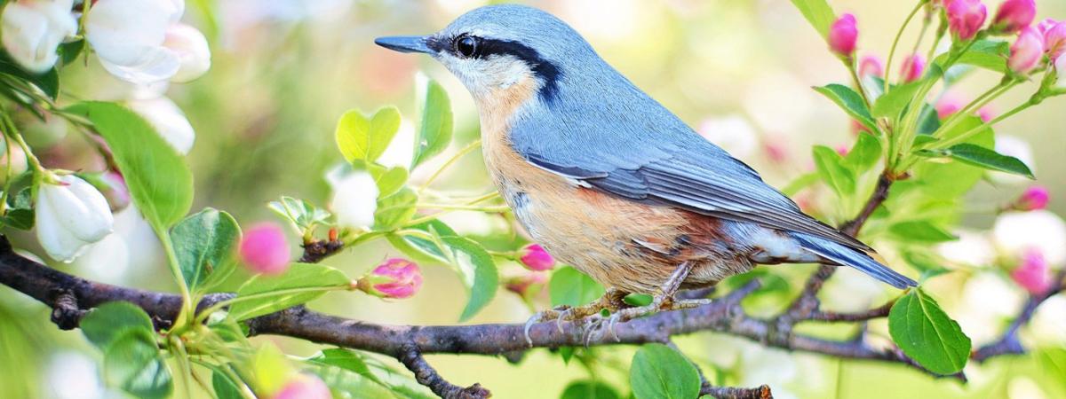bird-feat-1