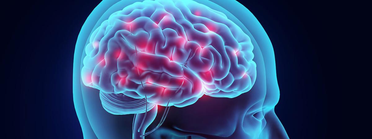 brain