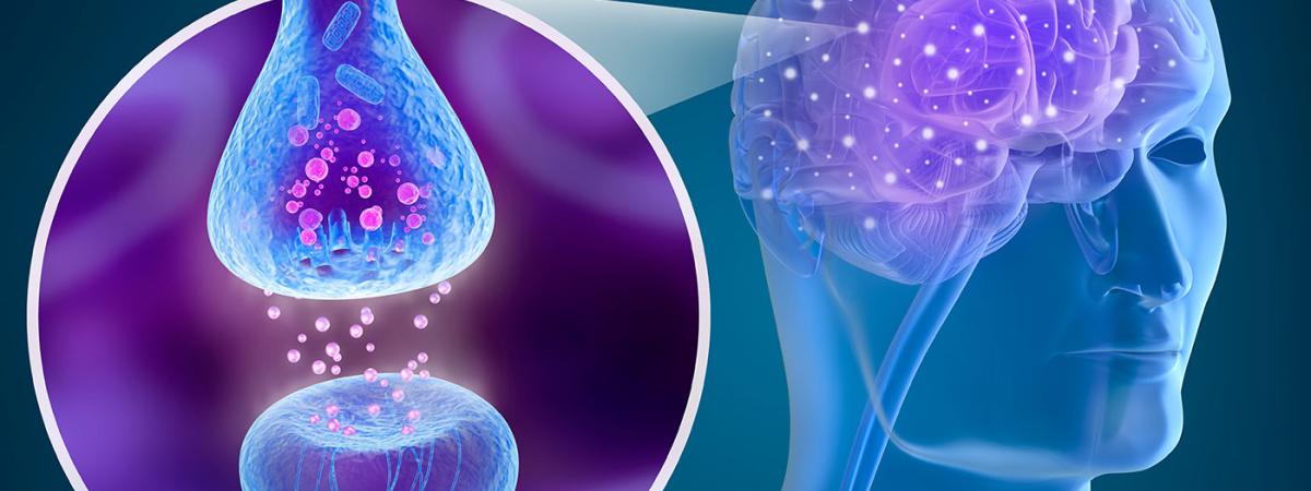 brain_neural_connections