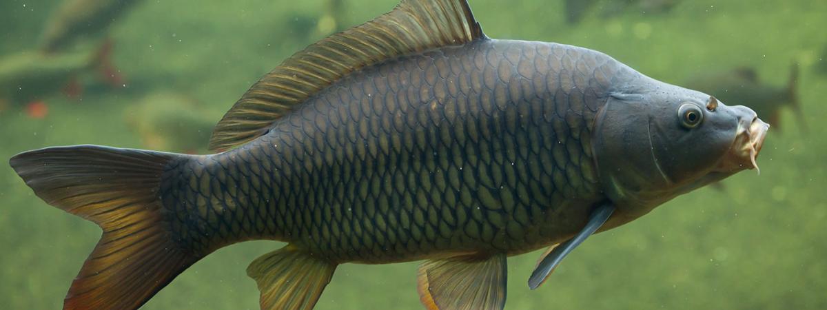 carp