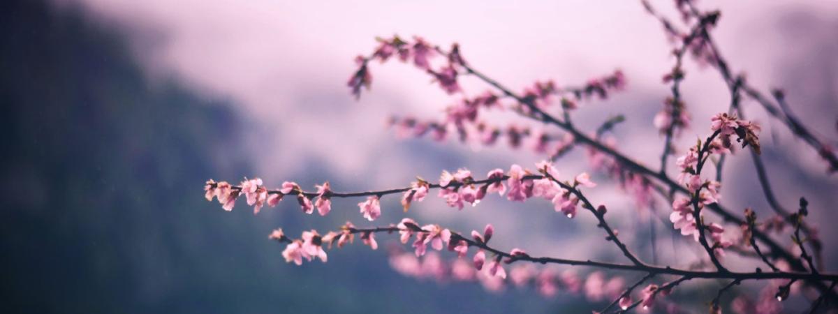 cherry-blossoms-feat