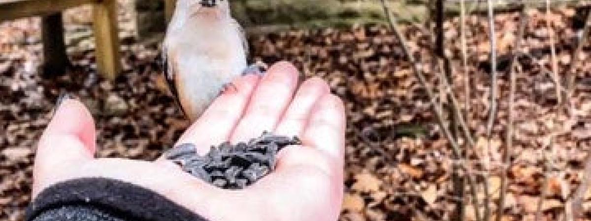 chickadee-feat