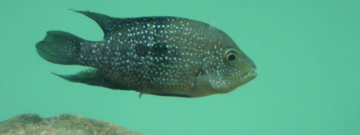 cichlid-sneak