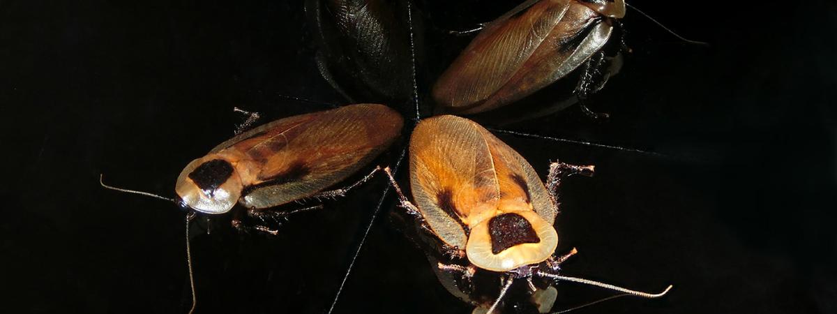 cockroach-navigation-crop