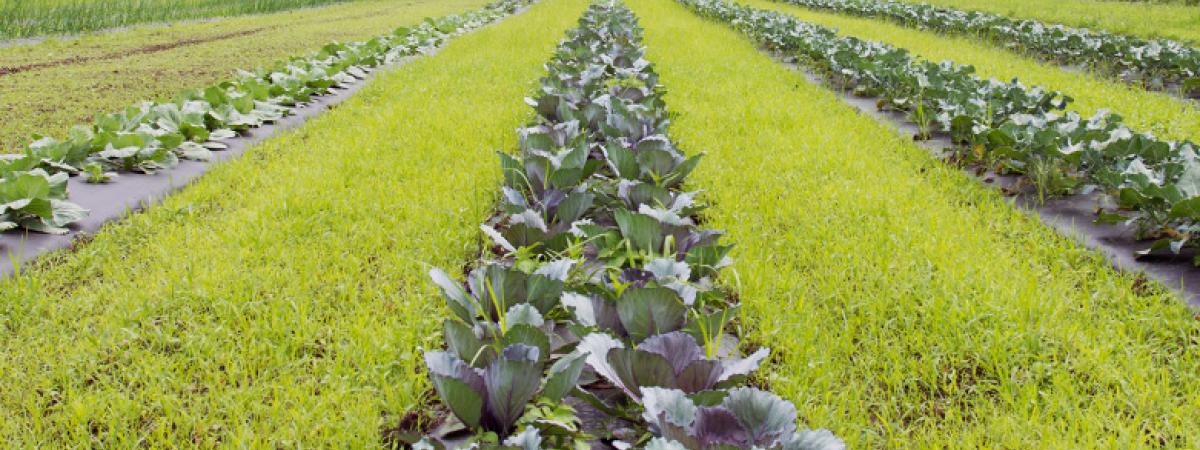 crops-feat