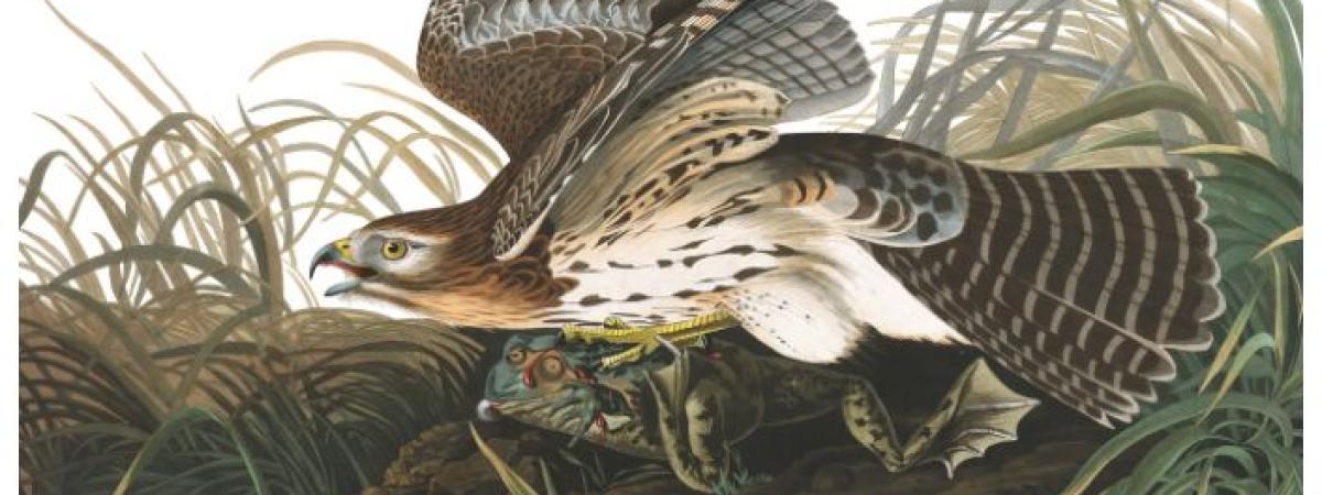 Audubon's Birds of America