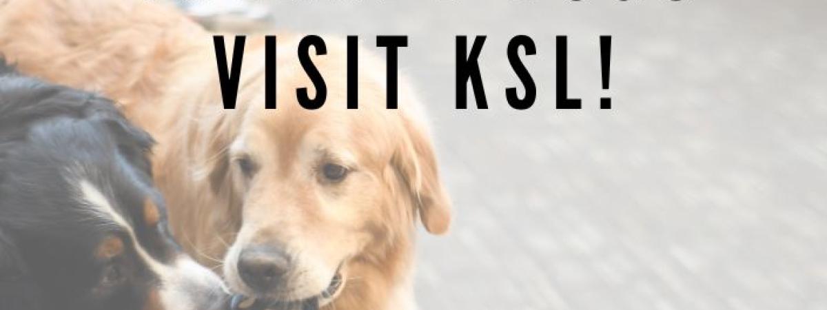 KSL%20news%20-%20Therapy%20dogs%20%28no%20dates%29_0.jpg