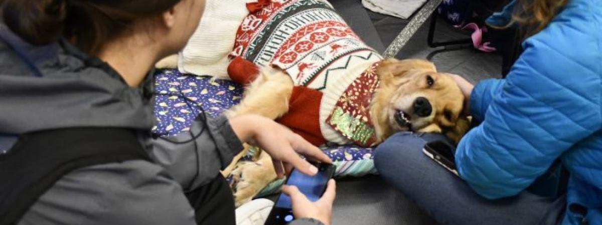 Therapy%20Dogs%20-%20Website%20Image.jpg