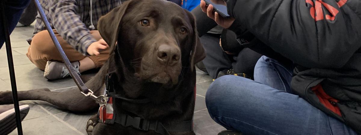 TherapyDogs2.jpg