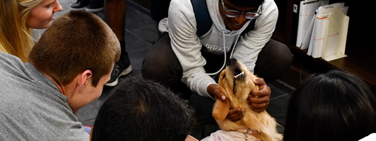 therapy%20dogs_ksl%20website.jpg