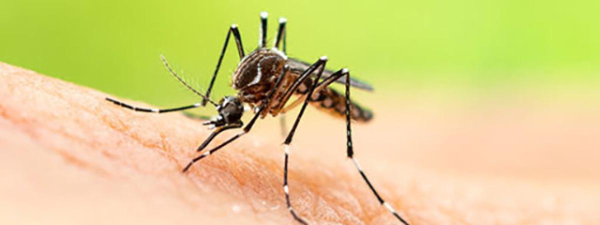 169stockmosquito.jpg