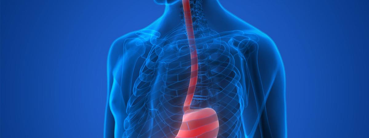 esophagus.jpeg