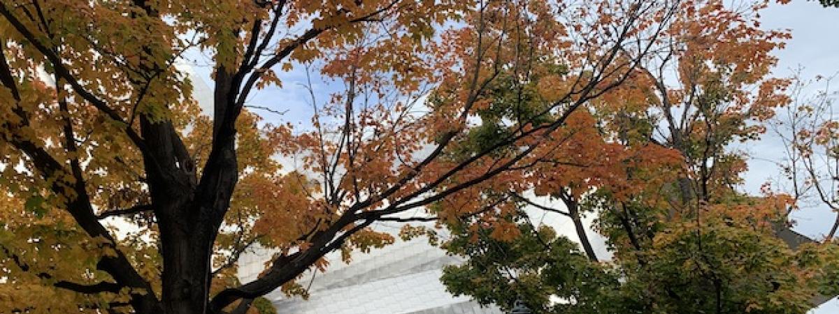 WSOM%20Fall.jpeg