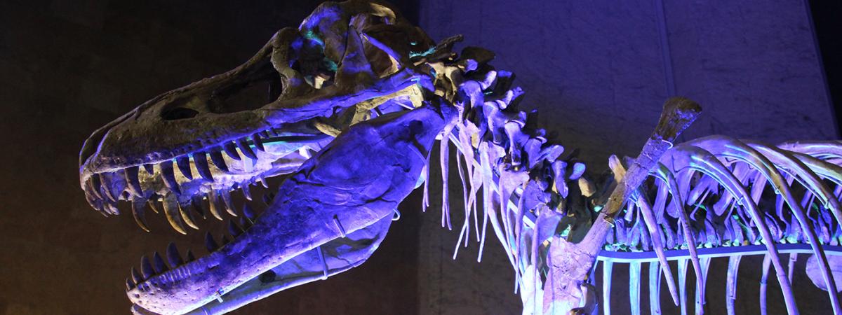 dinosaur