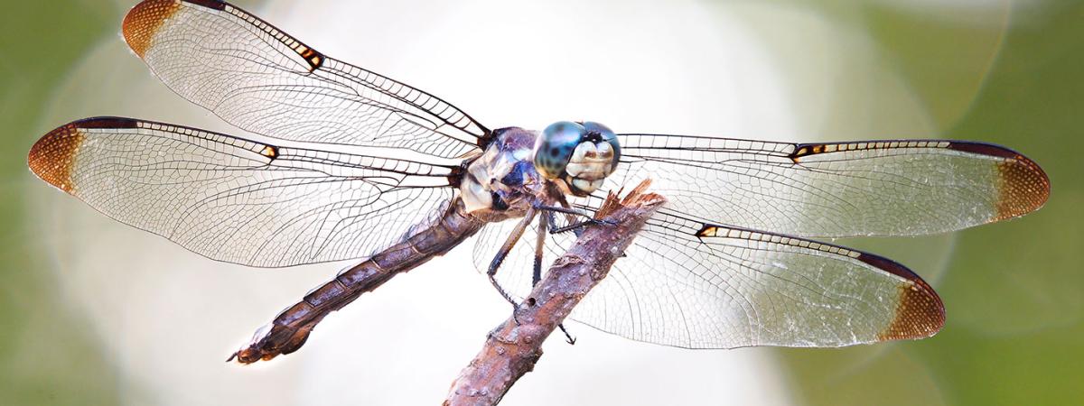 dragonfly
