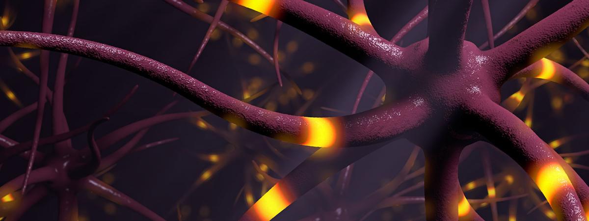 epilepsy_nerves