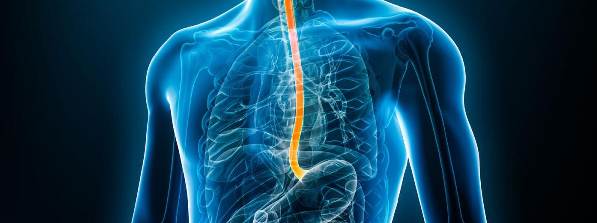 esophagus-feat