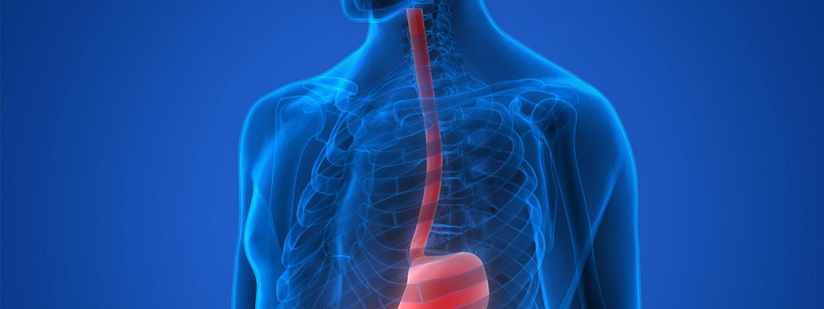 esophagus