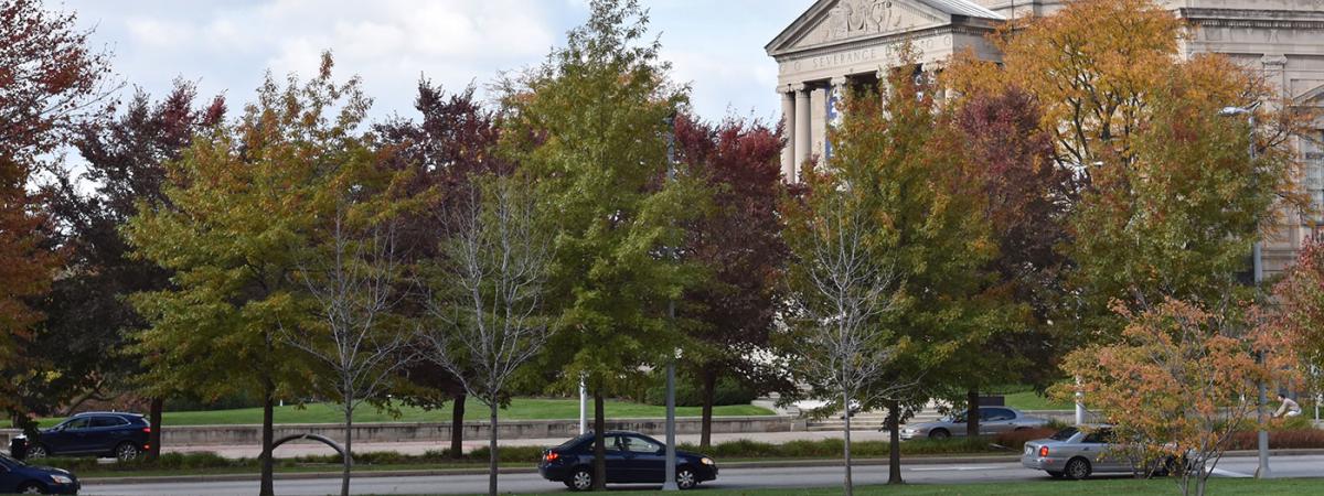 fall-trees