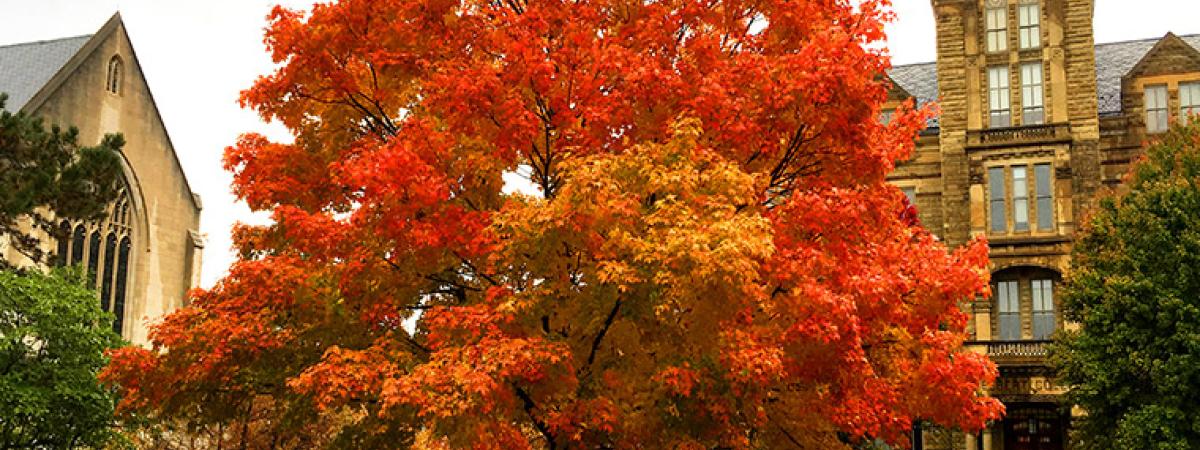 fall-virginia-morrison