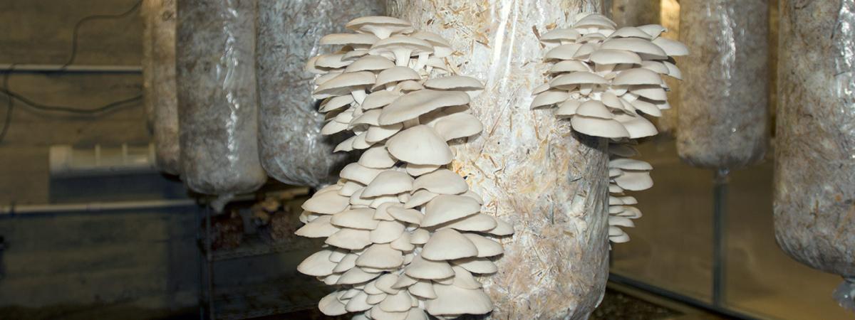 farm-mushroom1