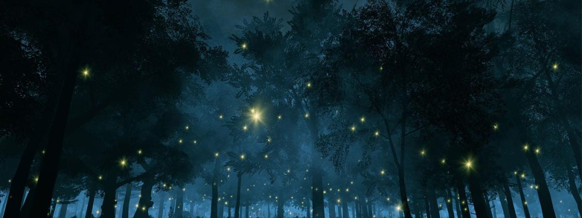 fireflies-at-night