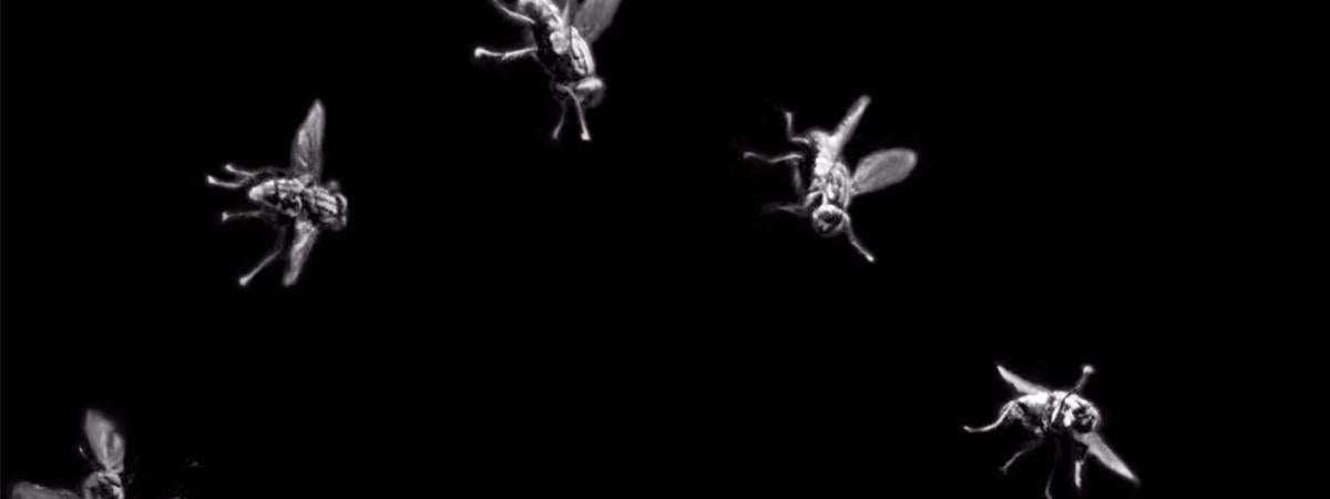 flies