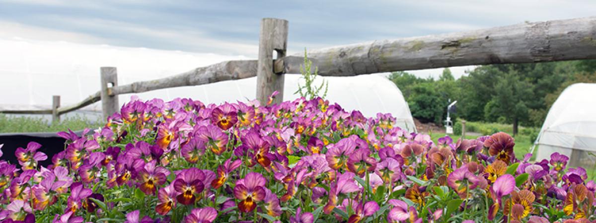 flowers-feat