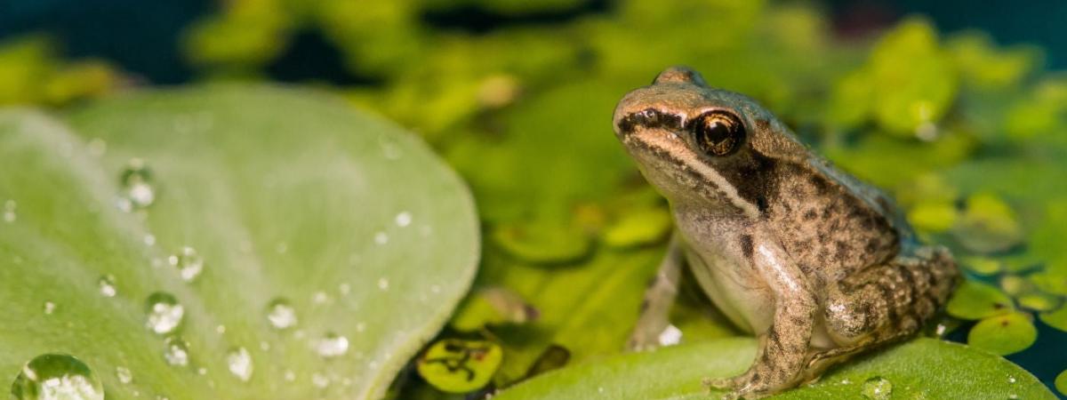 frog