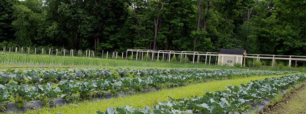 garden-crops-feat