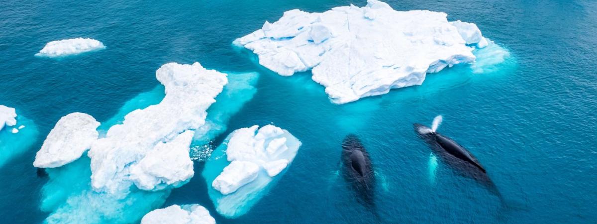 glaciers