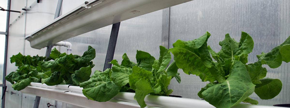 greenhouse-2-feat
