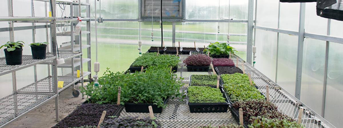 greenhouse-feat