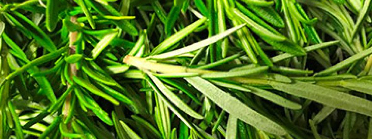 herbs
