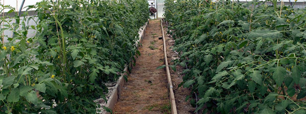 high-tunnels-feat
