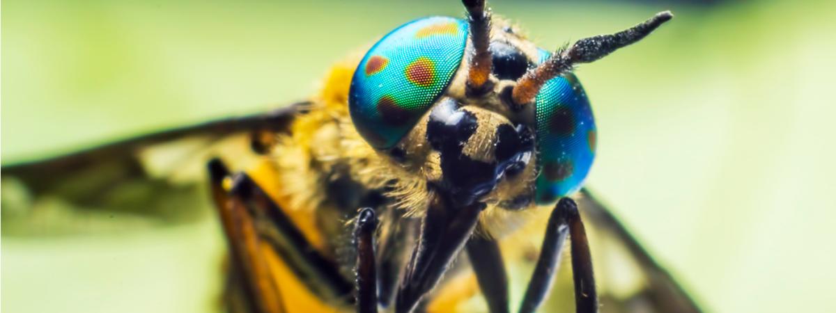 insect