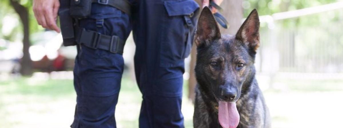 k9-security