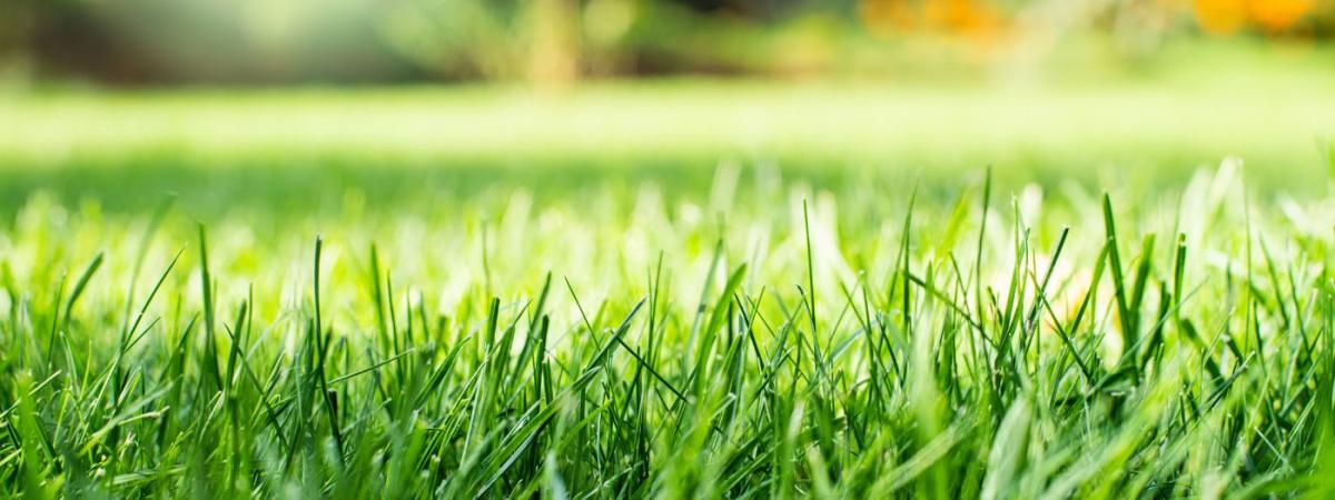lawn