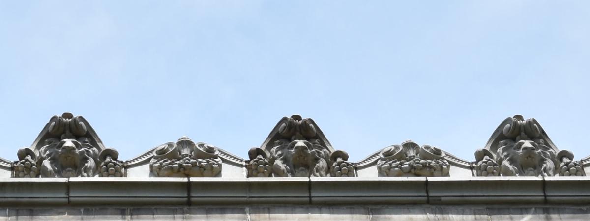 lions