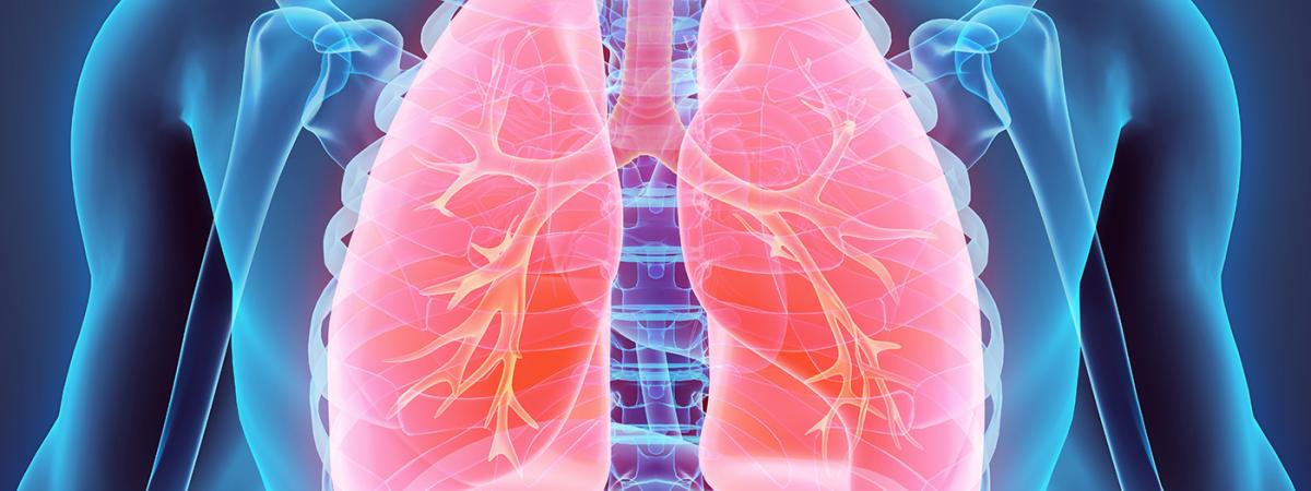 lungs-feat