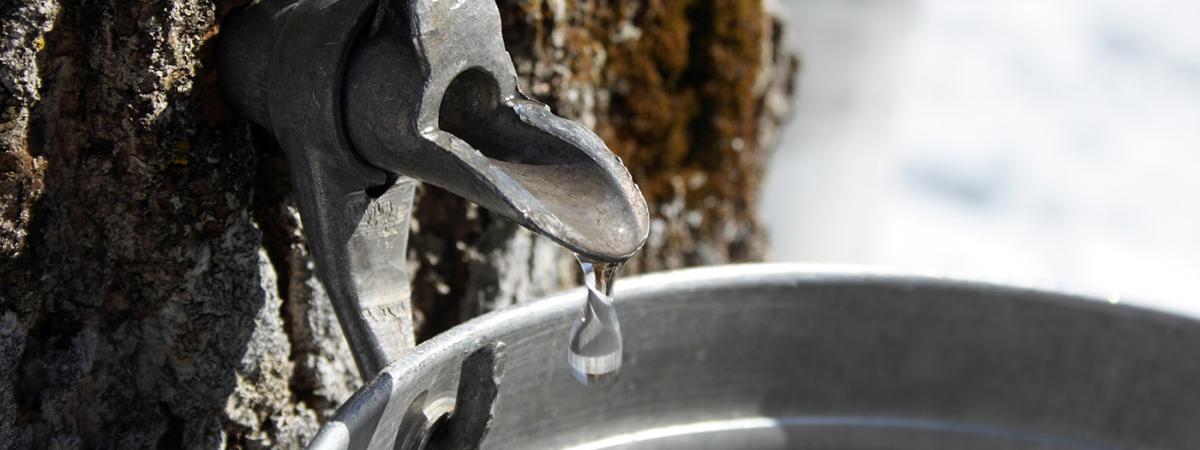maple-syrup