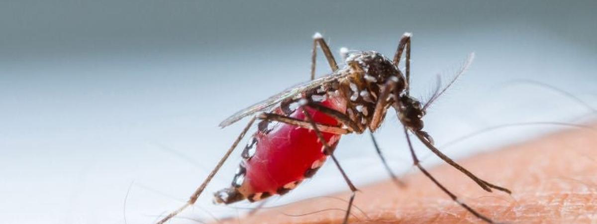 mosquito-malaria