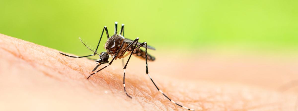 mosquito